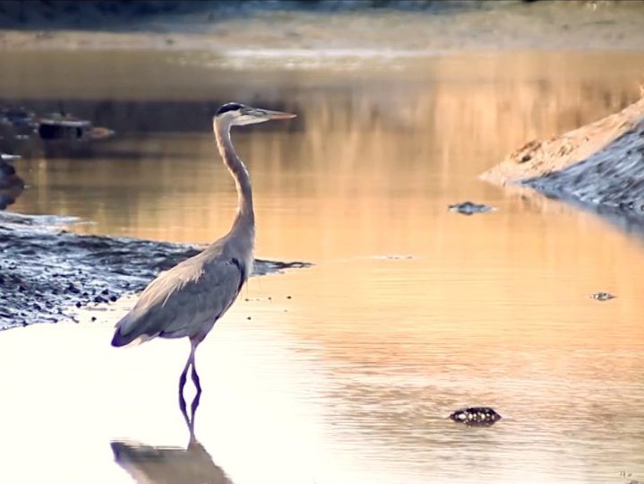 Cowspiracy’s Facts