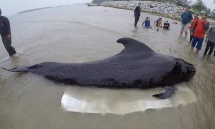 Companies move to remove plastic straws and bags from their properties