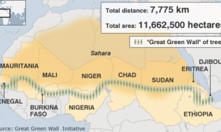 Afforestation against desertification