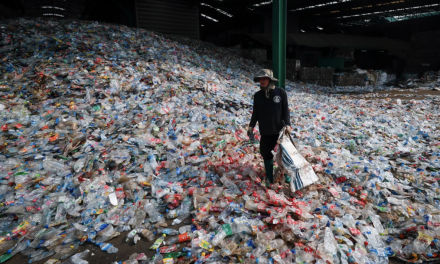 The end of plastic? New plant-based bottles will degrade in a year