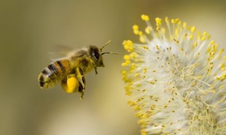 Vanishing honey bees